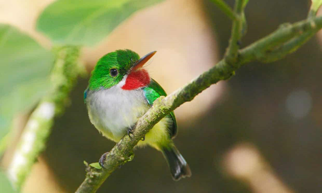 A Puerto Rican tody. In the Luquillo rainfoest, the tody population, which eats almost nothing but insects, has dropped by 90 percent due to global warming. Photo: W Arissen / Getty Images