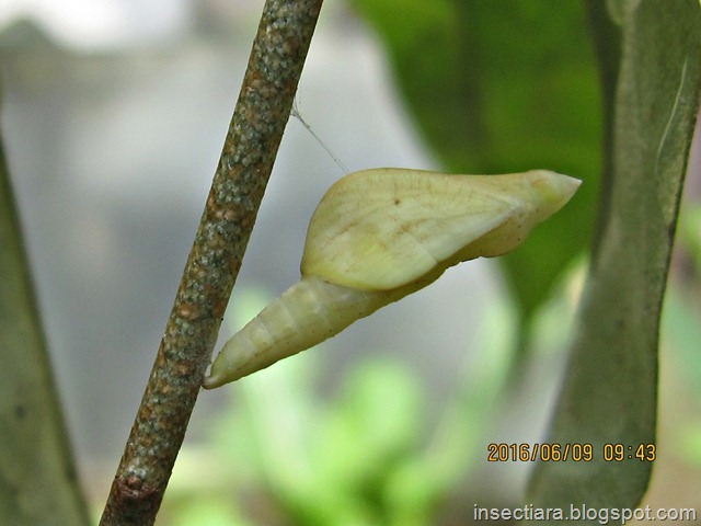 kepompong kupu-kupu Leptosia nina 