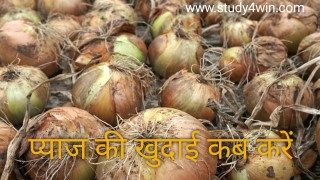 Onion ki kheti | प्याज की खेती करने का सबसे आसान तरीका