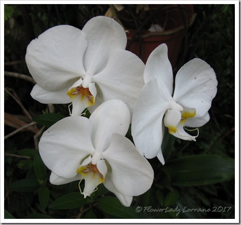 04-03-nj-orchid