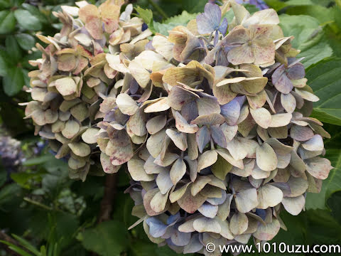 枯れかけの緑っぽくなった花がドライフラワーに適している