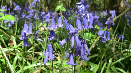 CIMG6409 Bluebells, Kings Wood