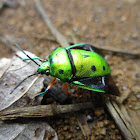 Green jewel bug