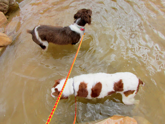 Boulder and Torrey in a pool of water