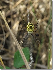 Wasp Spider