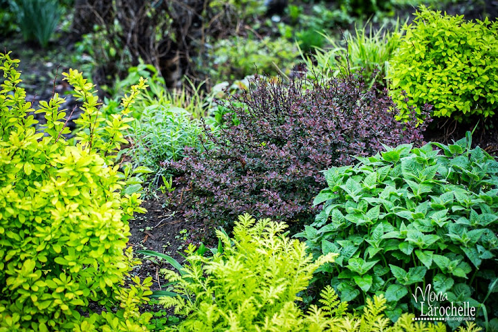 Berberis Royal Burgundy Berberis-royal-burgundy-140527-19rm