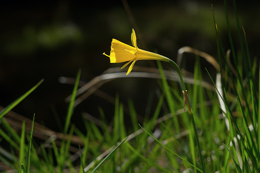 Narcissus bulbocodium