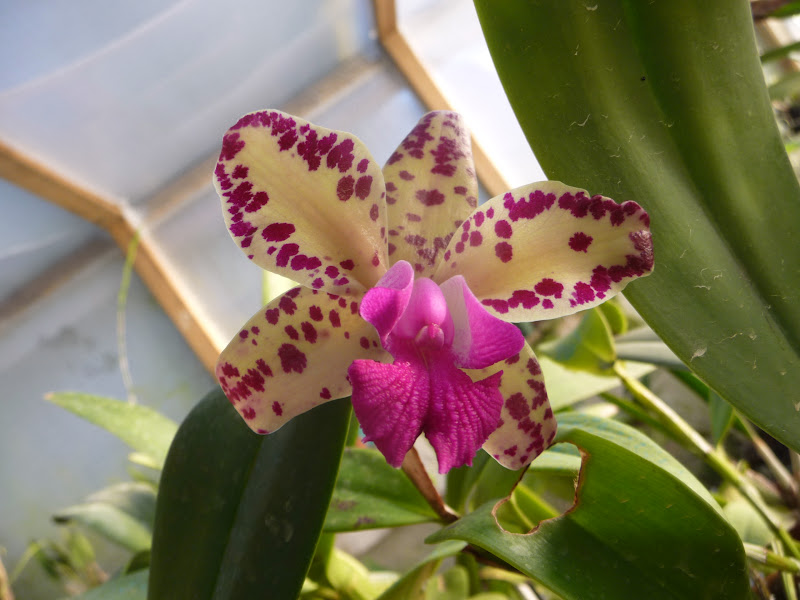 Cattleya HP (amethystoglossa x ??) P1210669