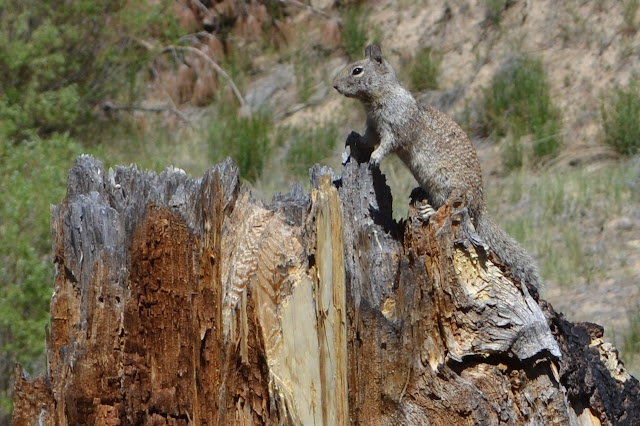 squirrel on broken stump