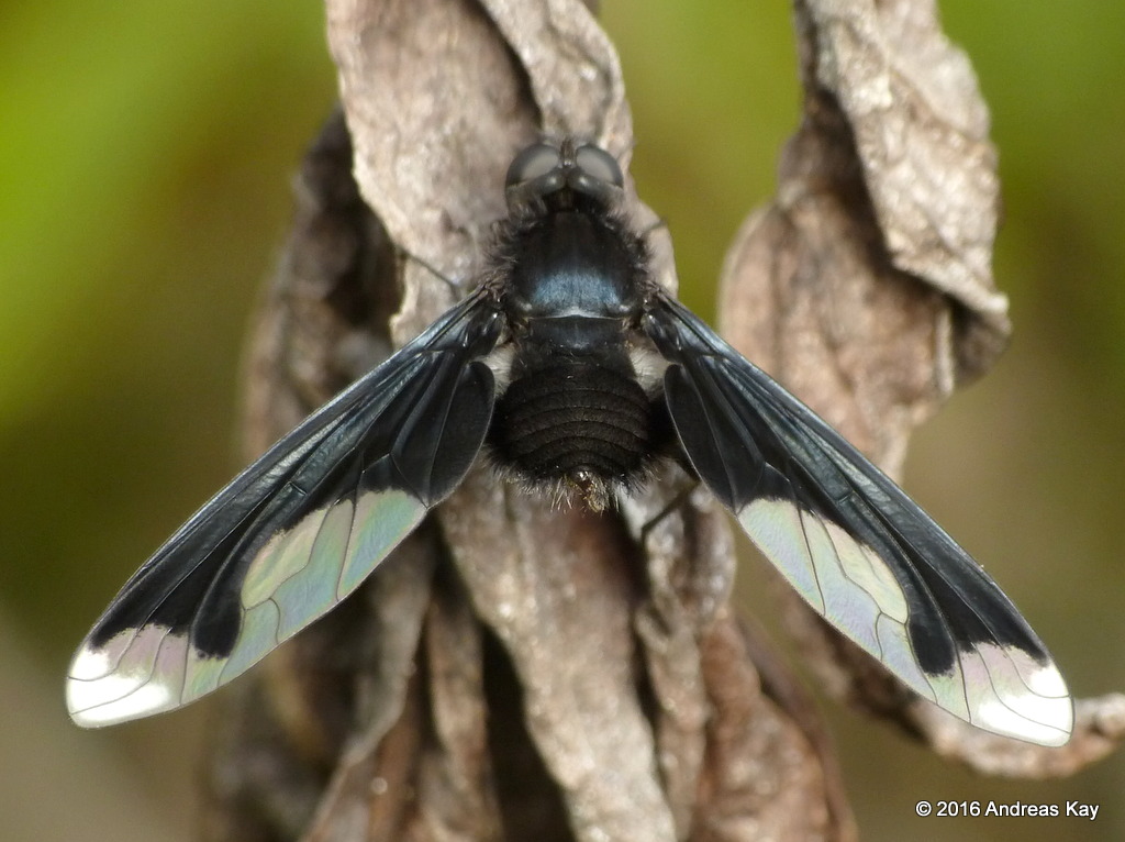 Bee fly, Bombyliidae