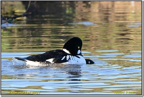 Slimbridge WWT - January