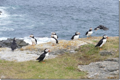 nl_bonavista_elliston_d1_42