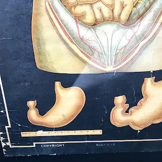 Vintage Denoyer Geppert Anatomy Chart #1