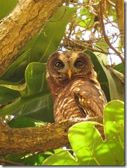 African Wood-Owl