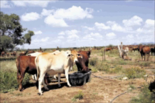 SHORTAGE: Cattle farmers in Limpopo want more land and the government's assistance to increase meat production. 17/05/09. Pic. Chester Makana. © Sowetan.