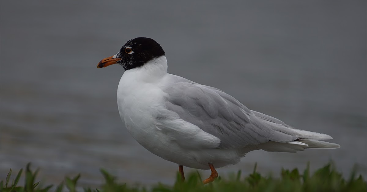 Черноголовая чайка. Черноголовая Чайка самка. Larus melanocephalus.