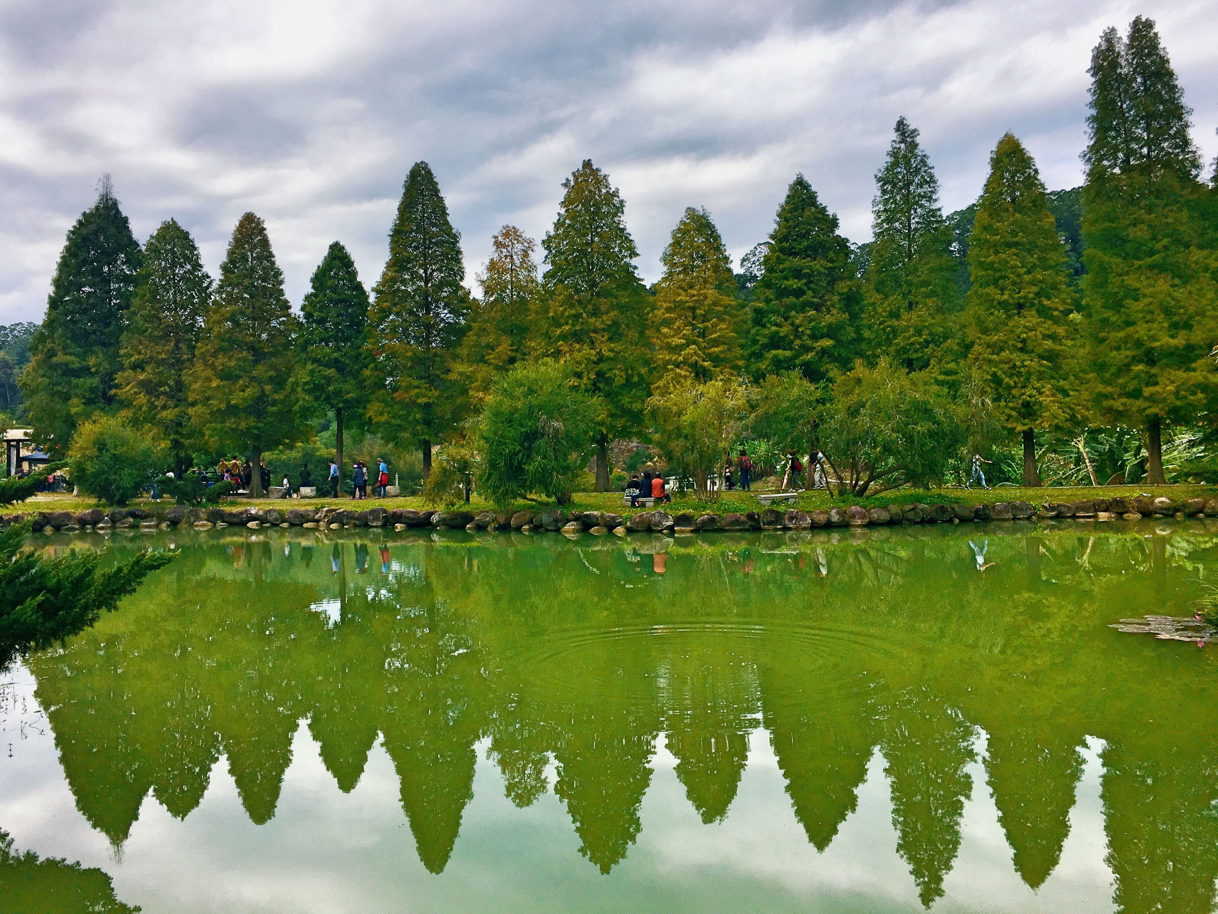 beipu, bald cypress, hsinchu, Taiwan