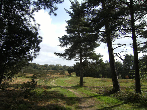 DSCF9557 Through Ashdown Forest