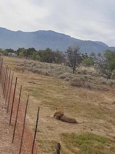 Drakenstein Lion Park