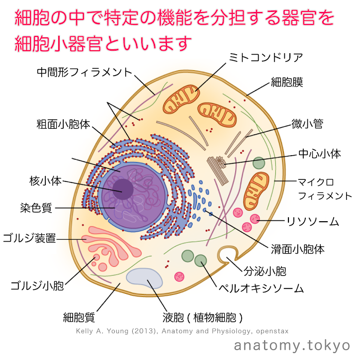 t111-16-細胞中で特定の機能を分担する器官を細胞小器官という.png