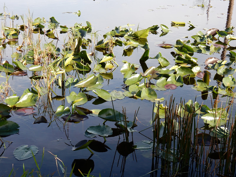 Everglades National Park, Florida, US, Miami,  elisaorigami, travel, blogger, voyages, lifestyle