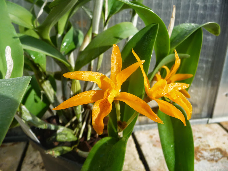 Guarianthe aurantiaca P1190153