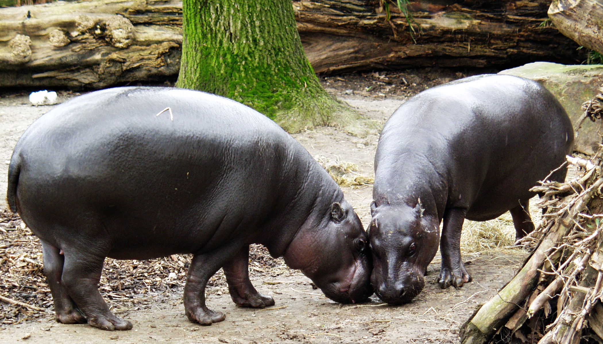 파일:external/upload.wikimedia.org/Zwergflusspferd_-_Pygmy_Hippopotamus_-_Hexaprotodon_liberiensis.jpg