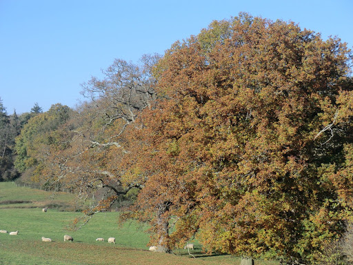 CIMG0282 Wealden view near Salmans Manor, autumn