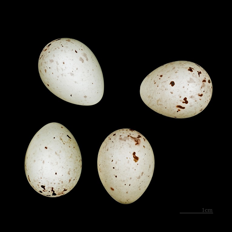 [Loxia_curvirostra_poliogyna_MHNT.ZOO%5B1%5D]