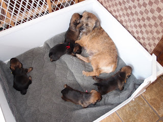 Border Terrier Puppies 2012 | Rushwind Labradors and Border Terriers