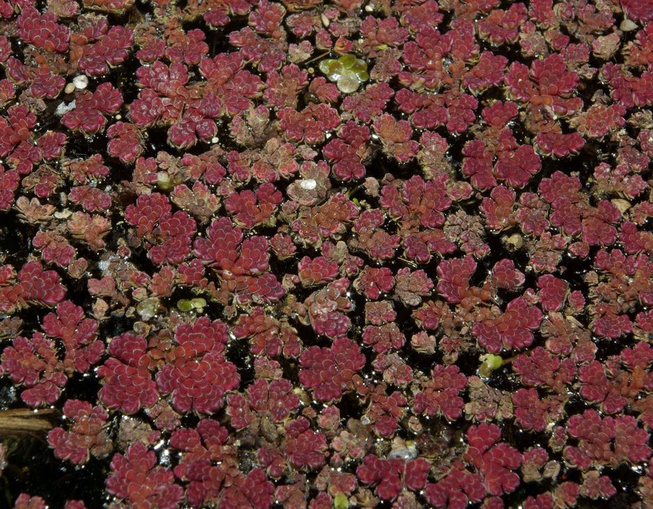 Азолла каролинская (Azolla caroliniana)