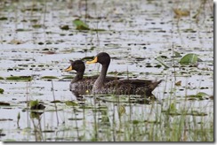 Yellow-billed Teal