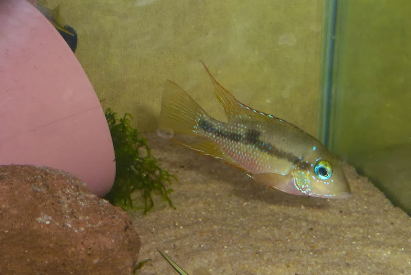 Thorichthys callolepis rio grande / rio ajal P1100555