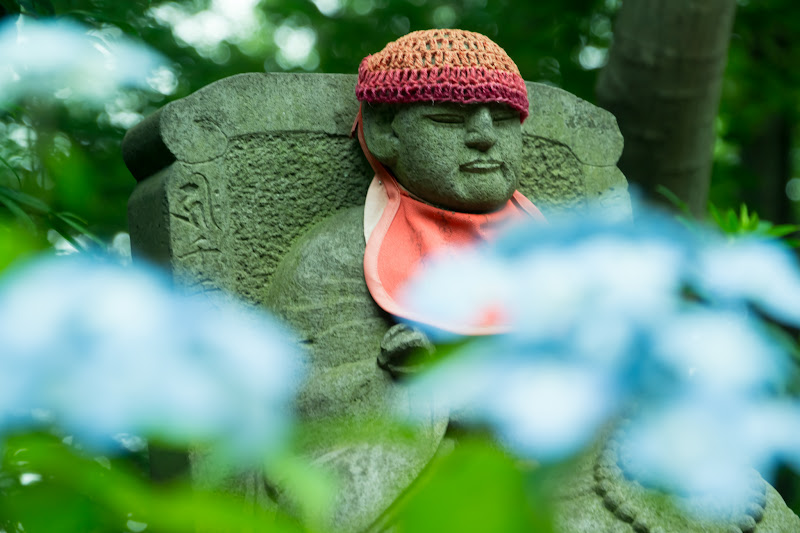 Hydrangea flowers at Takahatafudoson Kongoji Temple20