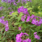 Wild Phlox