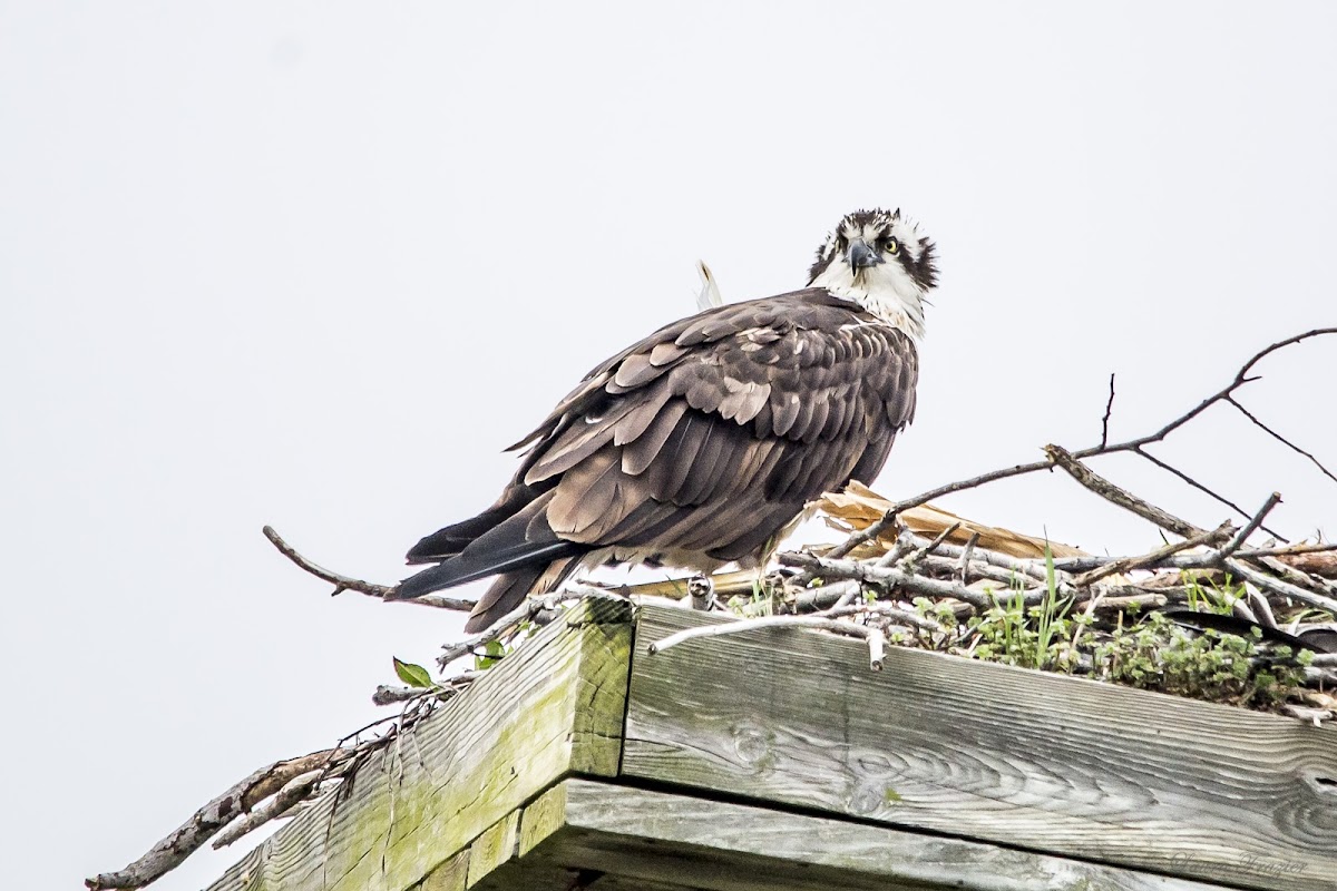 Osprey