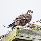 Osprey