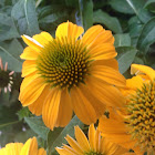 Coneflower