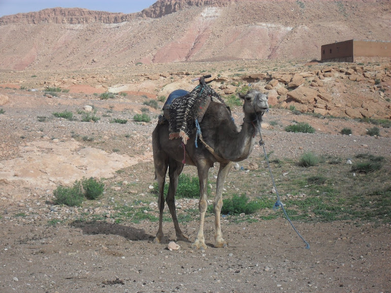 09 avril - Week end à Ouarzazate SDC12936