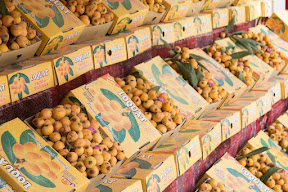 Stall of a loquat vendor near Haripur, Khyber Pakhtunkhwa