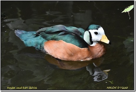 Slimbridge WWT - August