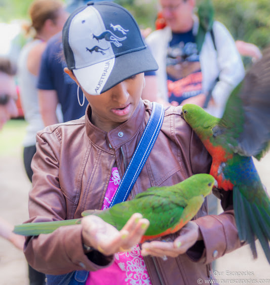 Parrot on me