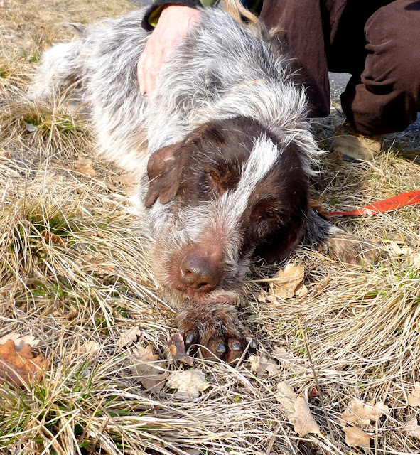 MIKADO - x korthal 10 ans - Refuge de DIGNE (04) ... adopté par Ciet  après 9 ans de refuge  MIKADO%252520pose%252520sieste%252520avec%252520Mizou