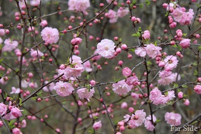 Double Flowering Plum Prunus triloba Multiplex