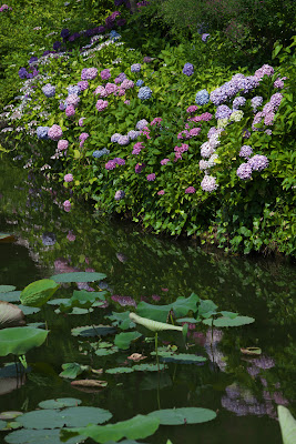 デンパーク 紫陽花 その６