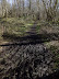 muddy track through the trees