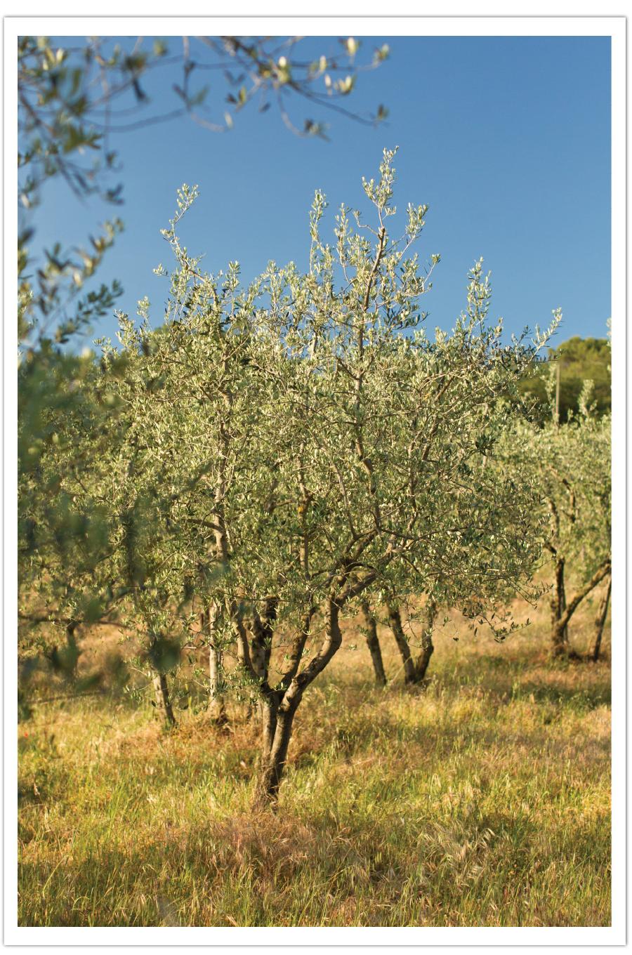 Mike Larson Tuscany Wedding