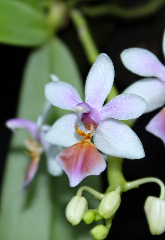 Phalaenopsis Partris (equestris x parishii) IMG_1107