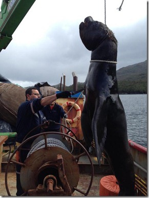 sea-lion-chile4