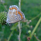 Brown Argus